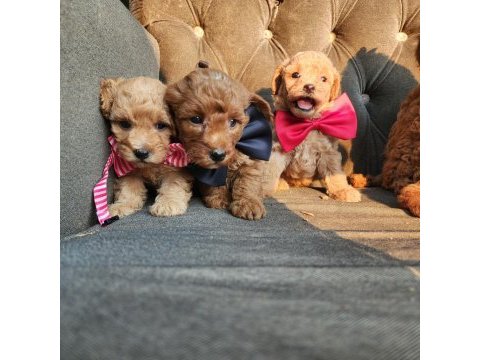Anne altından mini maltipoo