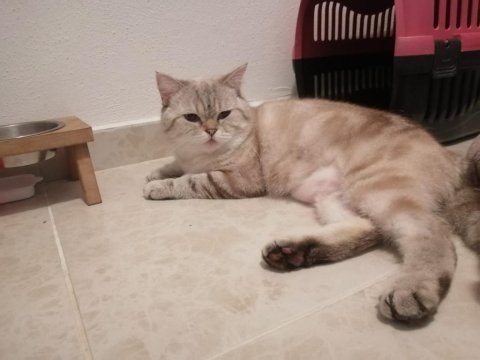 British shorthair silver 4 yaşında