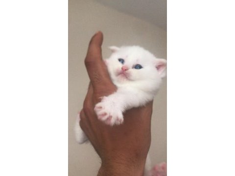 Irk garantili scottish fold beyaz mavi göz dişi yavrularım