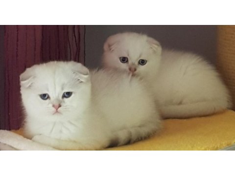 Champiyon atalardan scottish fold bebekler