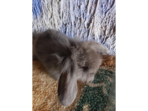 Teddy lop tavşan yavrular mavi gözlü