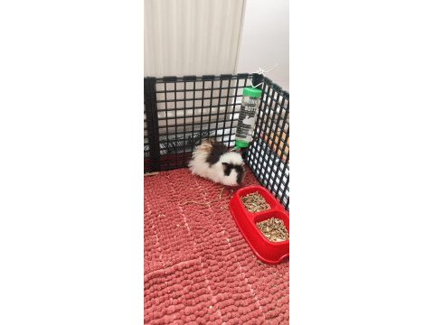 Guinea pig sağlıklı erkek ve dişi