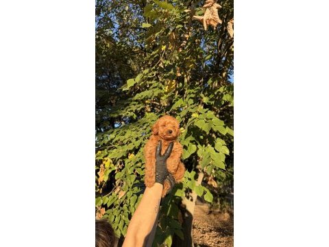 Red brown maltıpoo yavrumuz yeni yuvasına hazıd