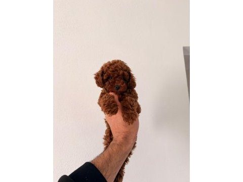 Toy poodle yavrular safkan ırk garantili