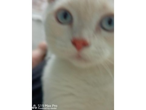 Acil british shorthair 3.5 aylık