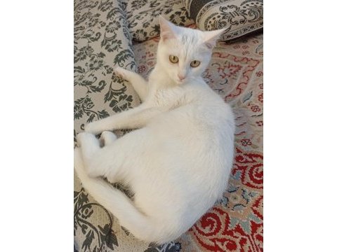 Beyaz british shorthair konya