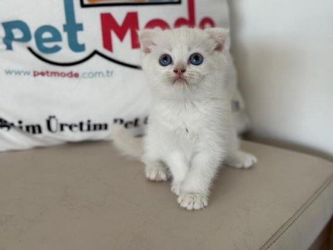 Ankarada ziyarete açık beyaz mavi gözlü scottish fold