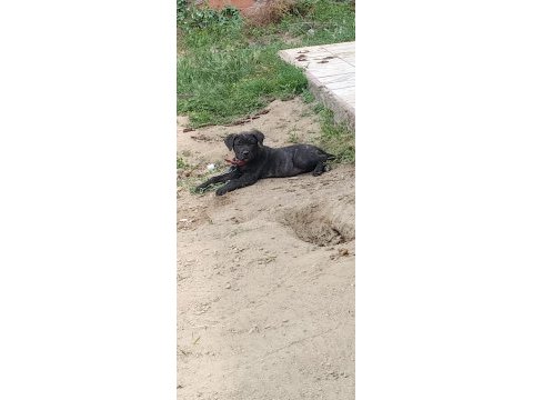 Cane corso bebekler