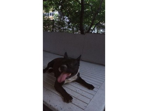 French bulldog matilla için yuva