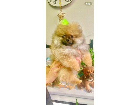 Yavru pomeranian boo