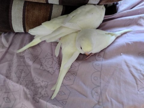 Evde beslediğim kuşlarımın yavruları