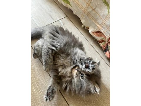 Bu minnak arkadaşınız olabilir british shorthair