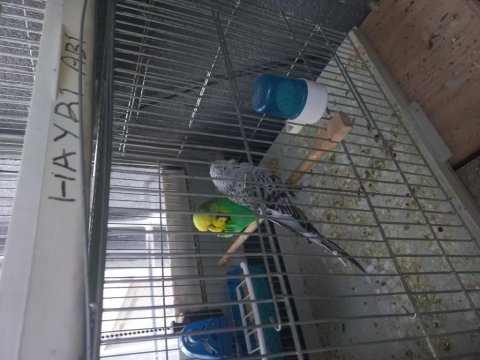 Show jumbo takım muhabbet kuşu