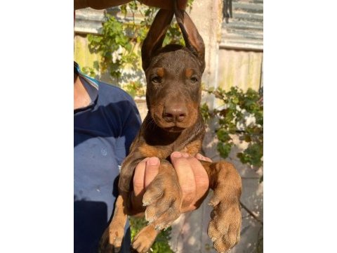 A şecereli doberman yavrularımız