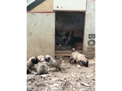 Kangal yavrusu davara ve korumaya uygun