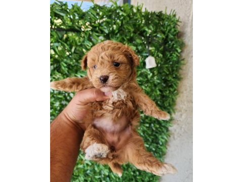 Dünya tatlısı maltipoo yavrularımız mağazamızdan
