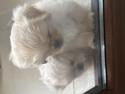 Minik pamuk pekinez köpekler