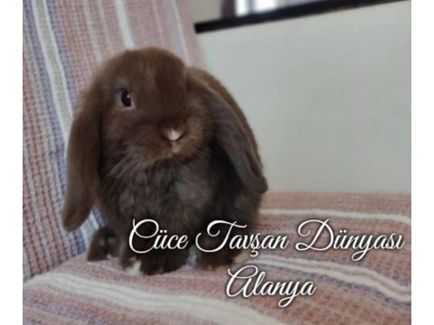 Cüce lop/miniatur lop cüce tavşan çiftliği alanya