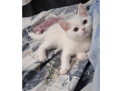 Küçük minnaklarım