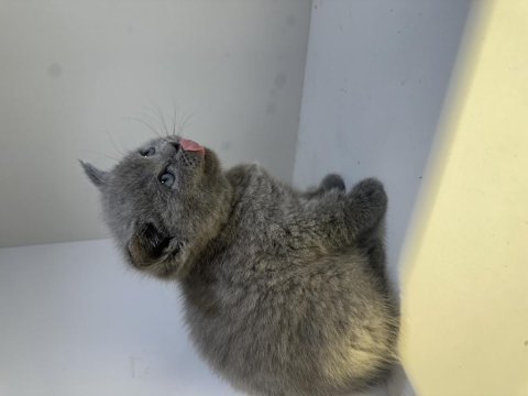 British shorthair bebekler