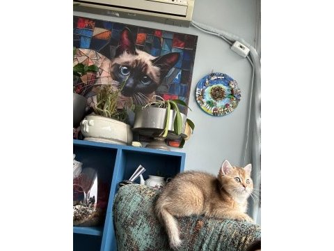 Ny11 safkan british shorthair