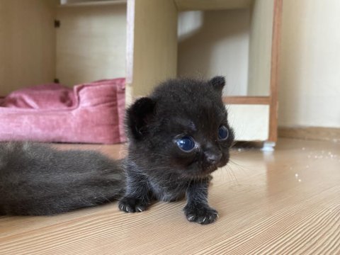 British shorthair kedimiz sahiplendirilecektir