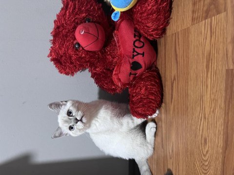 4-5 aylık british shorthair kedisi aşılar hepsi full