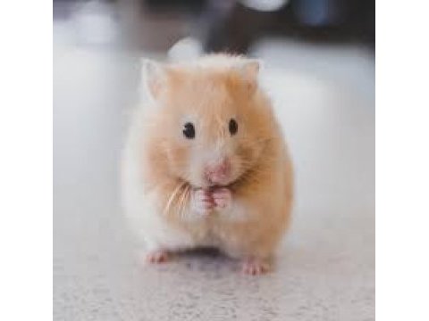 Dişi damızlık hamsterlar