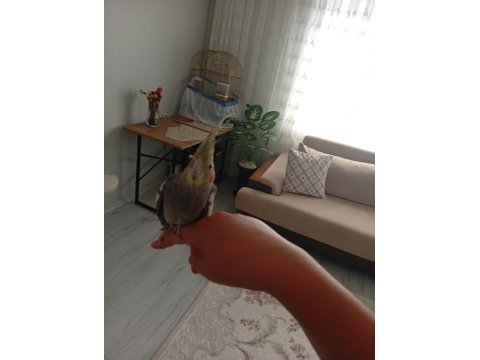 Sultan papağanı erkek