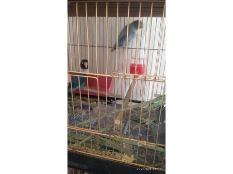 2 yumurtası var sevda papağanı çift olarak