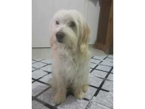 Terrier fox