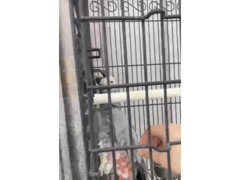 Yavru jako papağanı