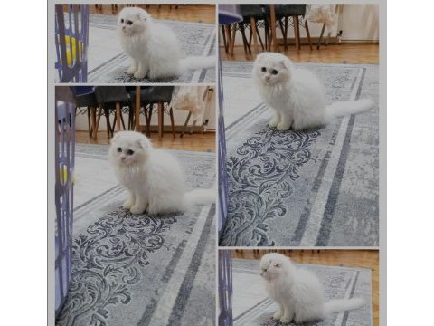 Scottish fold beyaz üzün tüylü mavi gözlü dişi