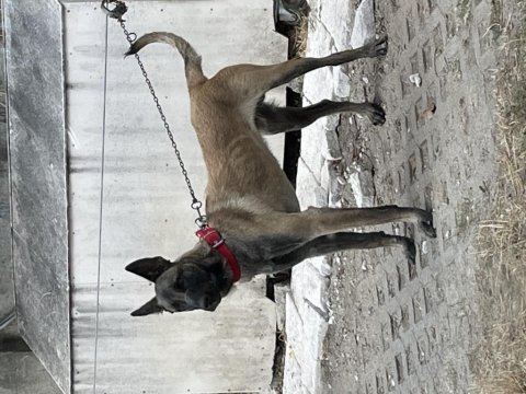 Belçika malinois köpeği