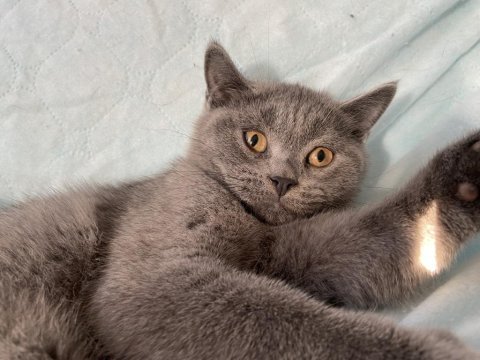 British shorthair topidik yeni yuvasını arıyor