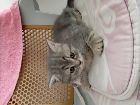 2 tane british shorthair