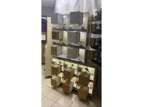 Antalya muhabbet kuşu siz isteyin biz getirelim