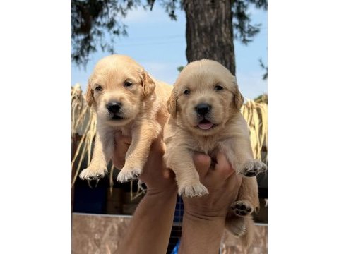Golden retriever altın tüy yapısıyla aşık eder