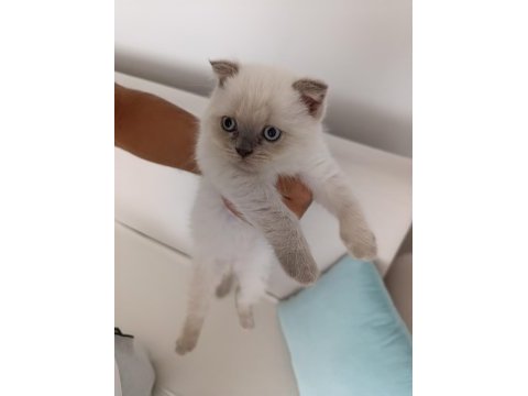 Çok uyguna vereceğim yavru scottish fold
