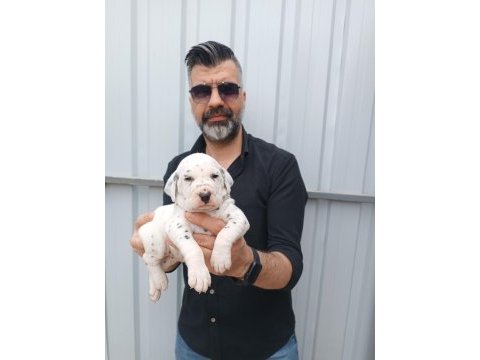 Anatomi harikası dalmaçyalı yavrular