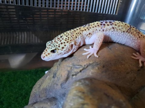 Leopard gecko malzemeli