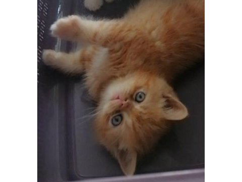 İran exotic shorthair dişi ve erkek yavrularım