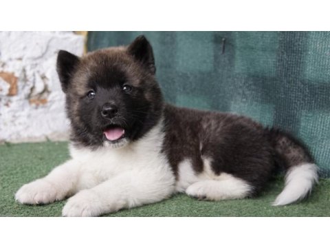 A kalite amerikan akita yavrularımız