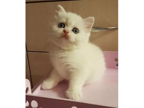 British shorthair yavruları