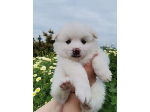 2 aylık pomeranian yavrular