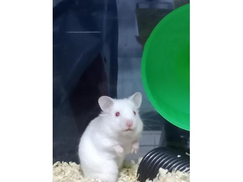 Hamster