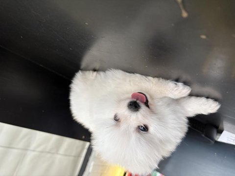 Antalyadan pomeranian boo yavrularımız