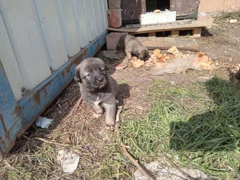 Sokak köpeği 6 tane yavru