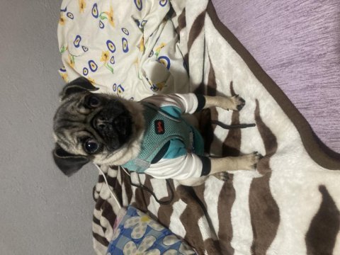 Oyuncu mükemmel ırk bebek pug