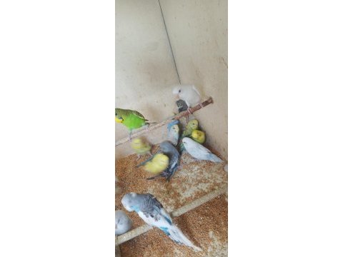 Yavru alıştırmalik konusturmalik muhabbet kuşlar